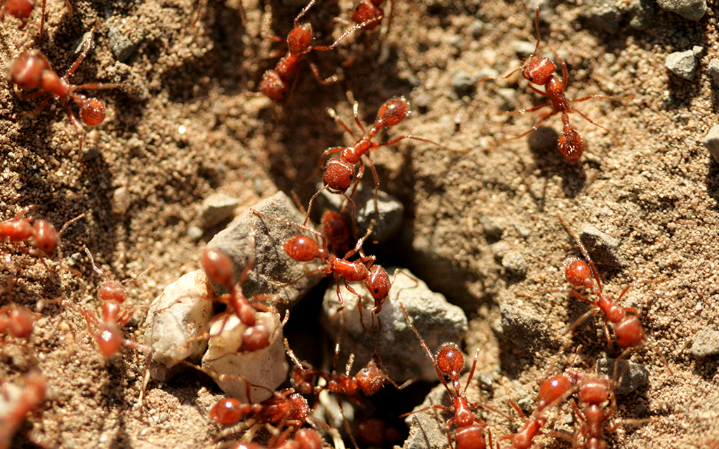 ant control