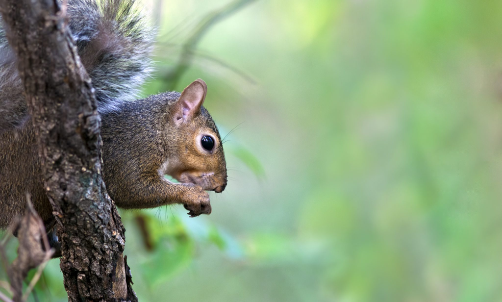 squirrel pest control