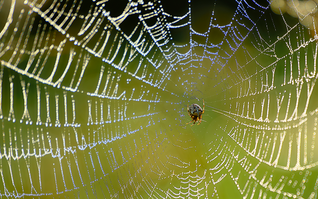 Spider Control Richmond Va